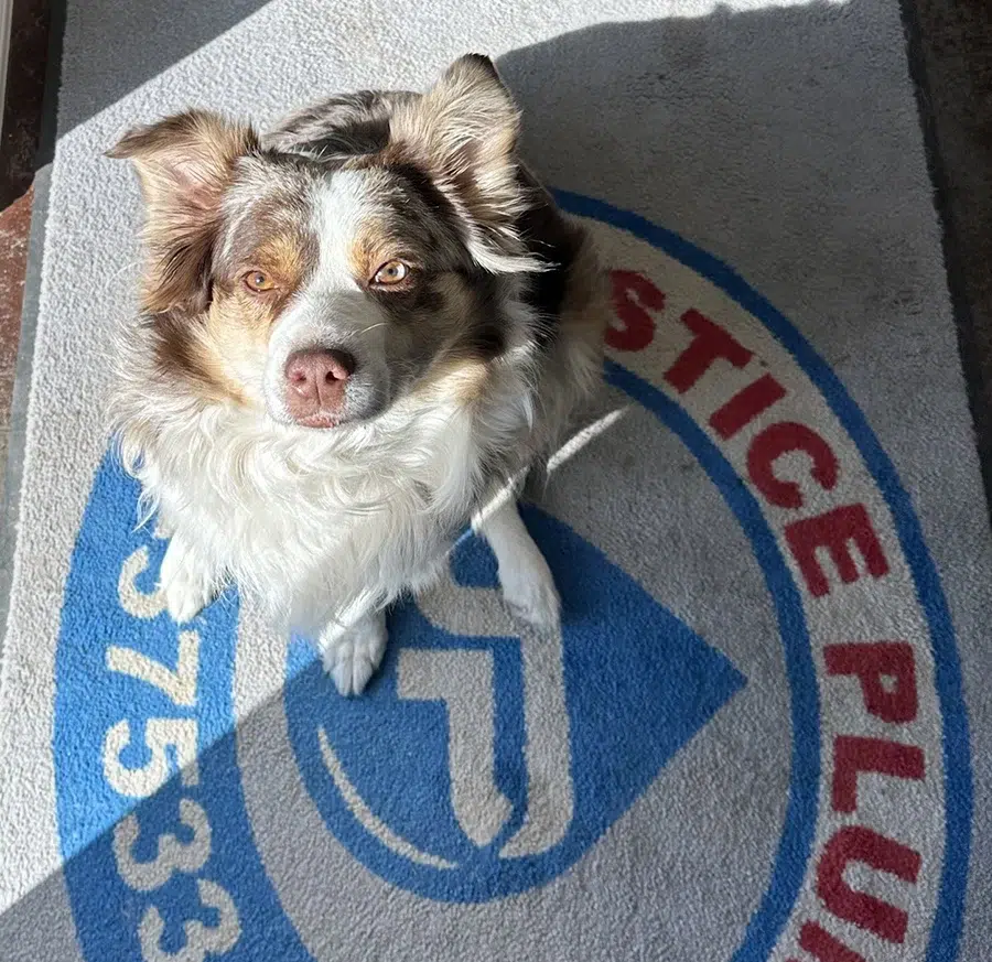 Australian Shepard sitting on a Justice Plumbing rug
